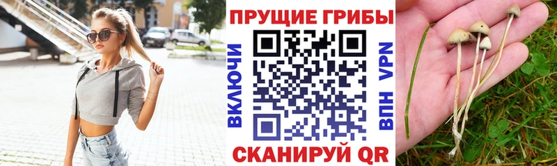 Галлюциногенные грибы MAGIC MUSHROOMS  блэк спрут   Астрахань 